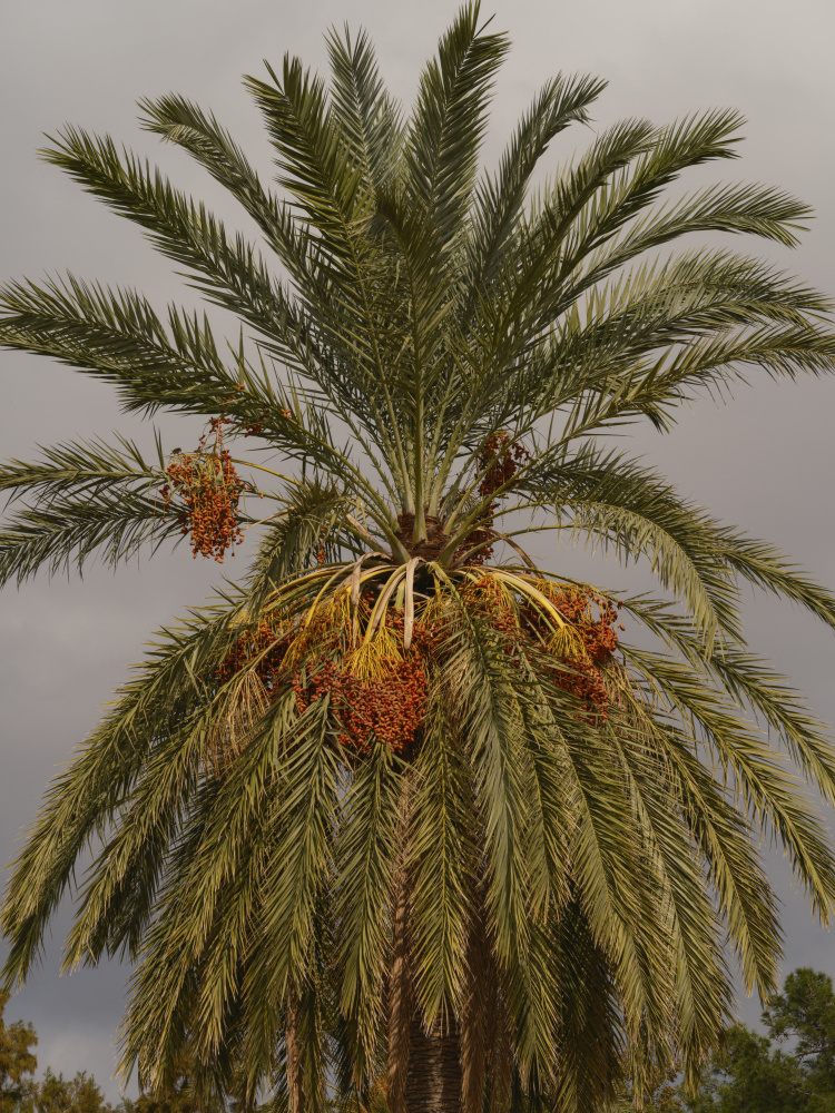 palm trees de engin akyurt