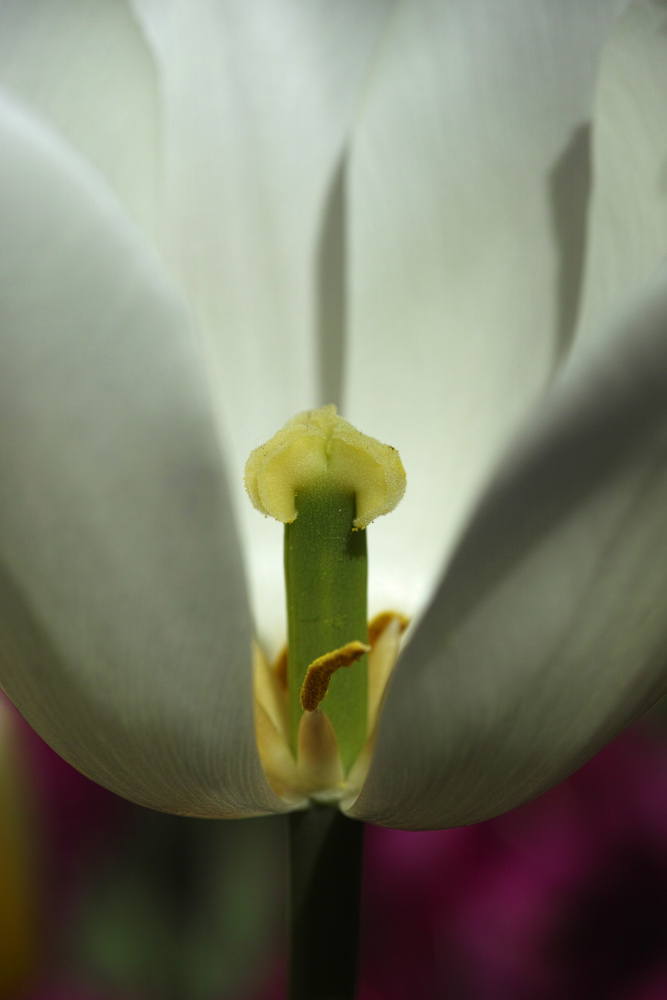 white tulip close up de engin akyurt