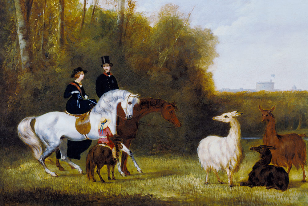 Queen Victoria, Prince Albert and the Prince of Wales at Windsor Park with their Herd of Llamas de English School