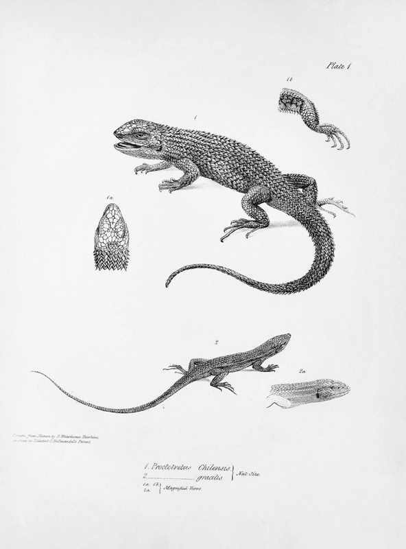 Shingled Iguana, illustration from ''The Zoology of the Voyage of H.M.S Beagle, 1832-36'' Charles Da de English School