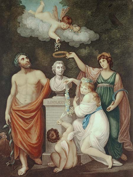 Aesculapius, Flora, Ceres and Cupid Honouring the Bust of Linnaeus, plate 17 from ''The Temple of Fl de English School