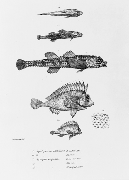 Aspidophorus Chiloensis and Agriopus Hispidus, plate 7 from ''The Zoology of the Voyage of H.M.S Bea de English School