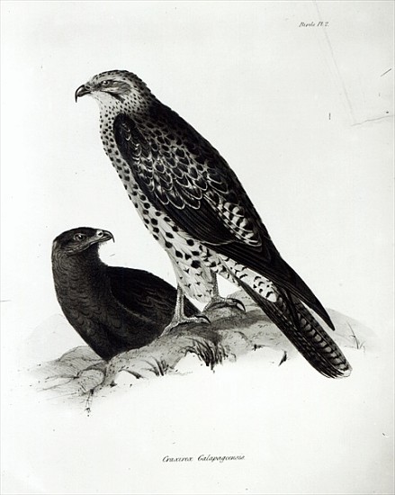 Birds of Prey, plate 2 from ''The Zoology of the Voyage of H.M.S Beagle, 1832-36'' Charles Darwin de English School