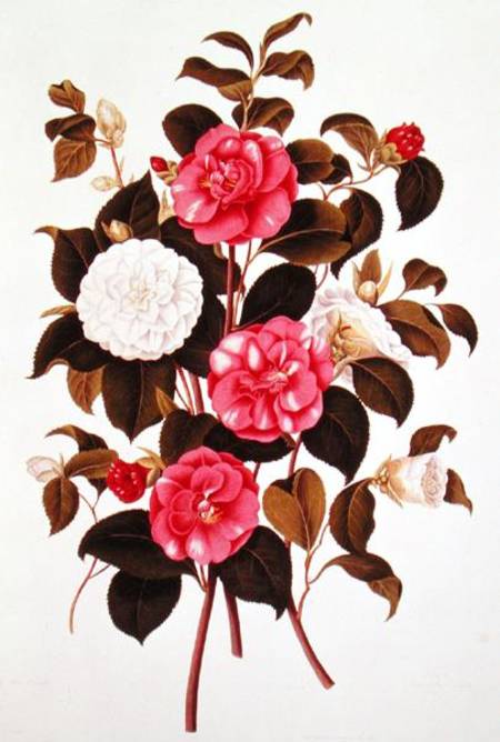 Camellia (double white and striped) from "A Monograph on the Genus of the Camellia" de English School