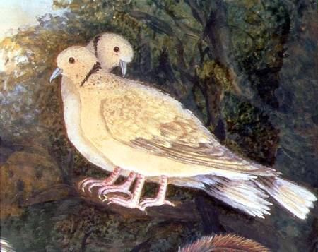 Chicken and Doves near a Farm, detail of doves (w/c de English School