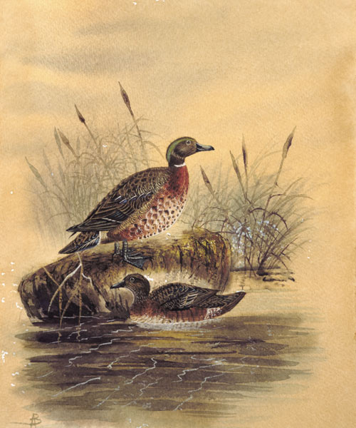 Two Ducks by a Reeded Bank de English School