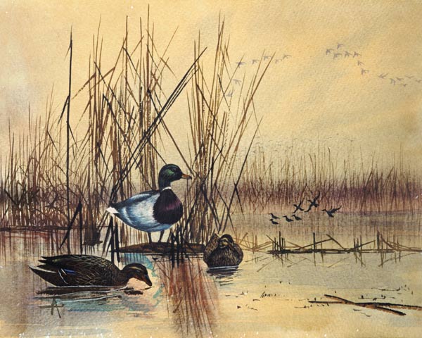 Mallard Ducks in a Lake de English School