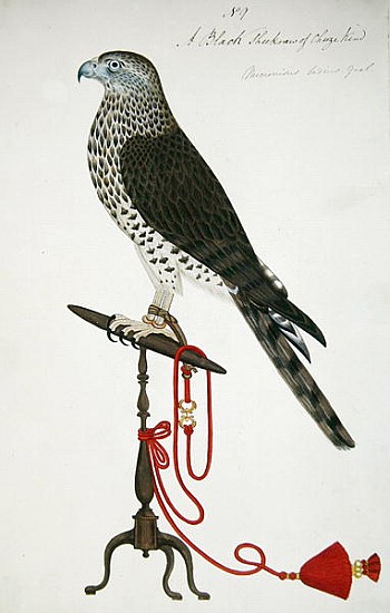 Indian Sparrow-Hawk de English School