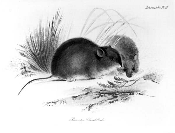 Mouse, Tierra del Fuego, South America c.1832-36 de English School