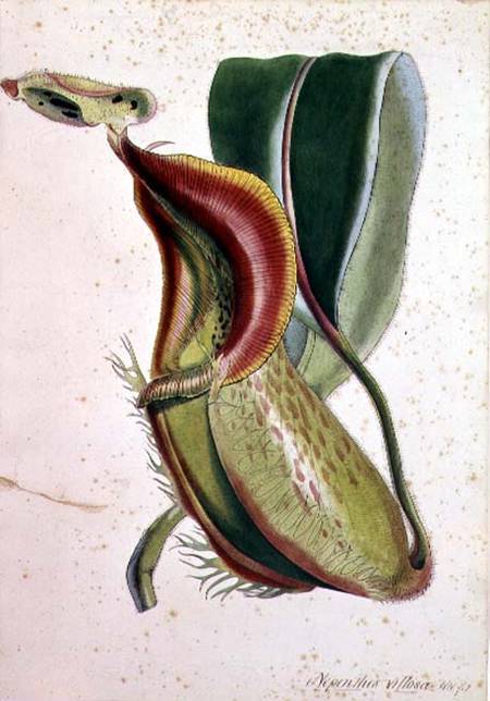 Pitcher plant: Nepenthes villosa (insect eating), signed H.K de English School