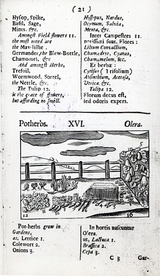 Plant Husbandry from ''Orbis sensualism pictus'' Johann Amos Comenius, published c.1689 de English School