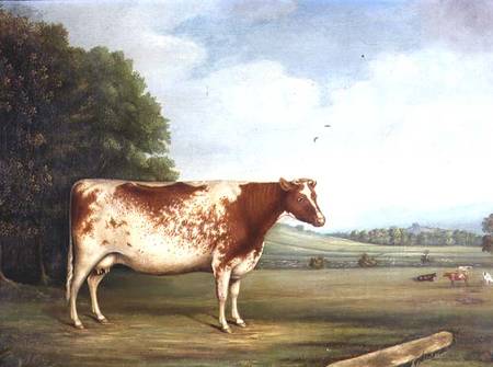 A Prize Shorthorn Cow in a Landscape de English School