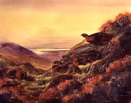 Red Grouse in Moorland de English School