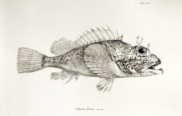 Scorpion Fish, plate 8 from ''The Zoology of the Voyage of H.M.S Beagle, 1832-36'' Charles Darwin de English School