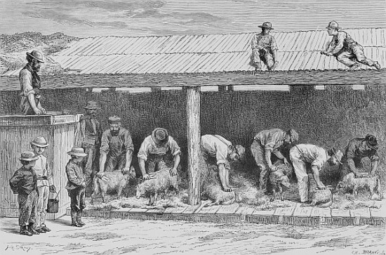 Sheep Shearing, c.1880, from ''Australian Pictures'' Howard Willoughby, publishedthe Religious Tract de English School