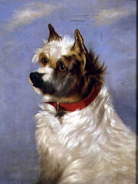 A terrier with a red collar de English School