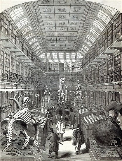The Hunterian Museum, at the Royal College of Surgeons, from ''The Illustrated London News'', 4th Oc de English School