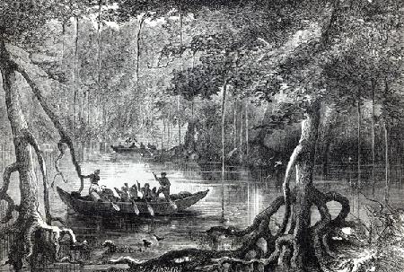 Mangrove Forest'', frontispiece illustration from ''Twenty Nine Years in the West Indies and Central