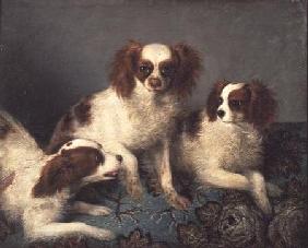Three Cavalier King Charles Spaniels on a Rug