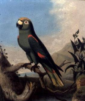 A Green Parrot on a Branch (panel)