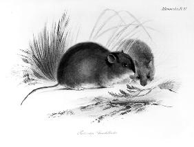 Mouse, Tierra del Fuego, South America c.1832-36