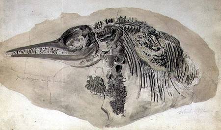 Young Ichthyosaurus from Lyme Regis de English School