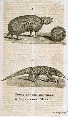 Three Banded Armadillo and Short Tailed Manis, from 'The Gentleman's Magazine', published c.1773, en de English School, (18th century)
