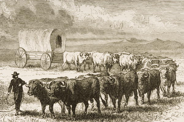 A Bullock Wagon Crossing the Great Plains between St. Louis and Denver, c.1870, from 'American Pictu de English School, (19th century)