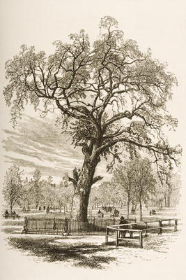 Liberty Tree, Boston Common, in c.1870, from 'American Pictures' published by the Religious Tract So de English School, (19th century)