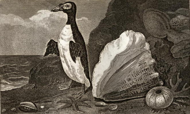 The Penguin with the conch and other shells and sponges (engraving) de English School, (19th century)