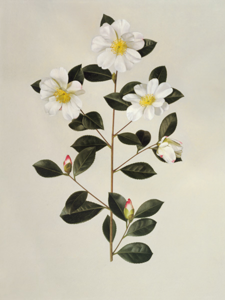 Camellia japonica (oil on paper) de English School, (20th century)