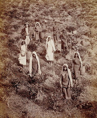 Tea Pickers in Ceylon, c.1900 (photo) de English School, (20th century)