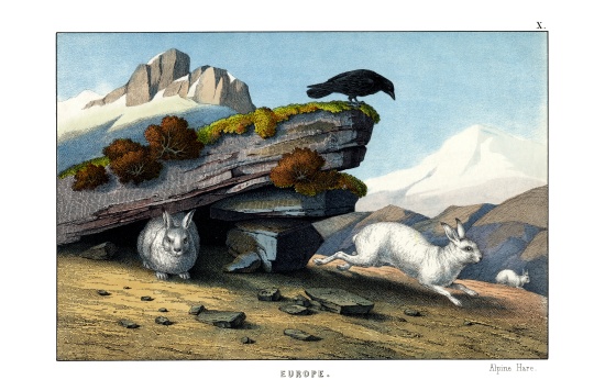 Alpine Hare de English School, (19th century)