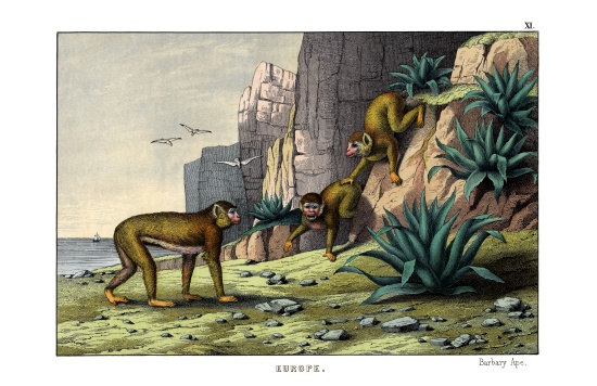 Barbary Ape de English School, (19th century)