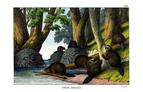 Beaver de English School, (19th century)
