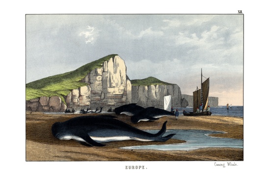Caa'ing Whale de English School, (19th century)