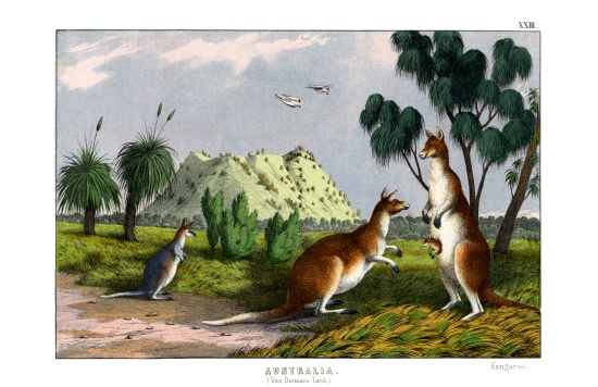 Eastern Grey Kangaroo de English School, (19th century)