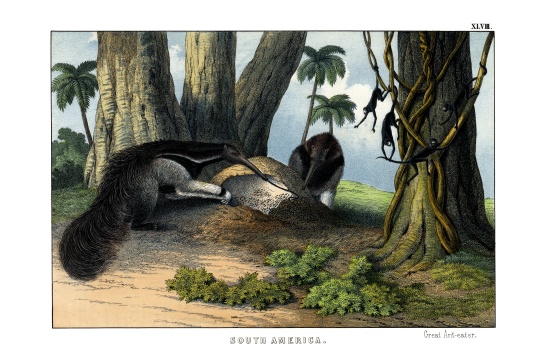 Great Anteater de English School, (19th century)