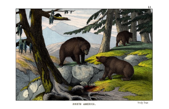 Grizzly bear de English School, (19th century)