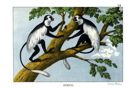 Guereza Monkey de English School, (19th century)