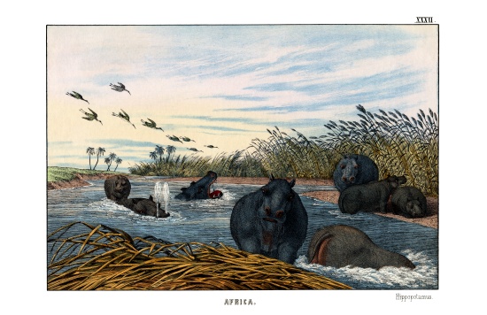 Hippopotamus de English School, (19th century)