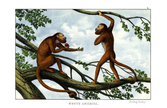 Howling Monkey de English School, (19th century)