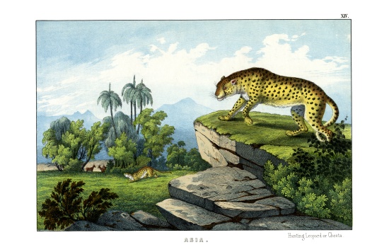 Hunting Leopard de English School, (19th century)