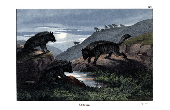 Hyena de English School, (19th century)