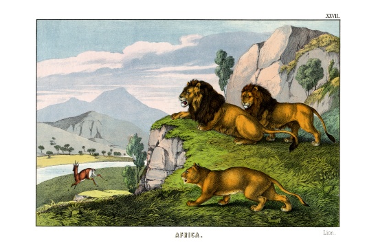 Lion de English School, (19th century)