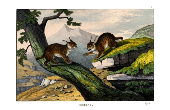 Lynx de English School, (19th century)