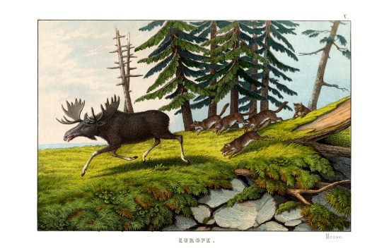Moose-deer de English School, (19th century)