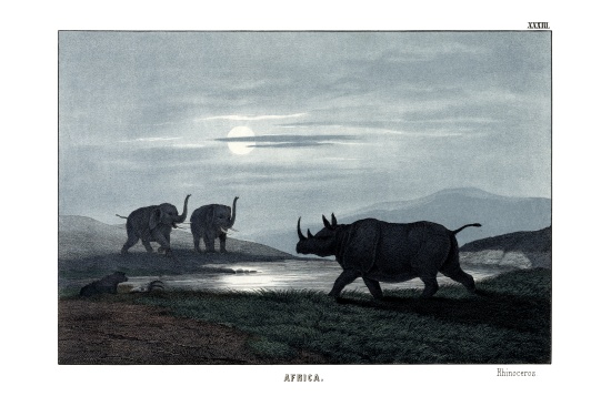 Rhinoceros de English School, (19th century)