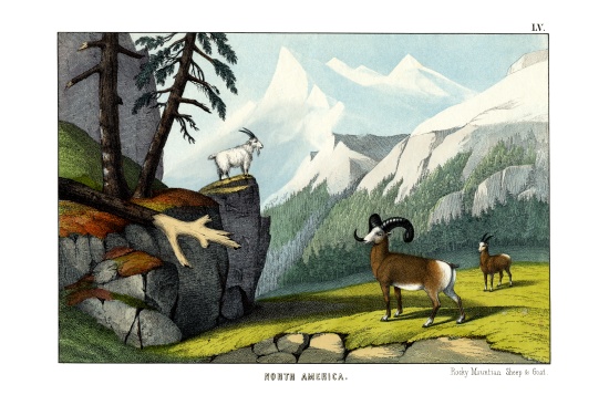 Rocky Mountain Sheep de English School, (19th century)
