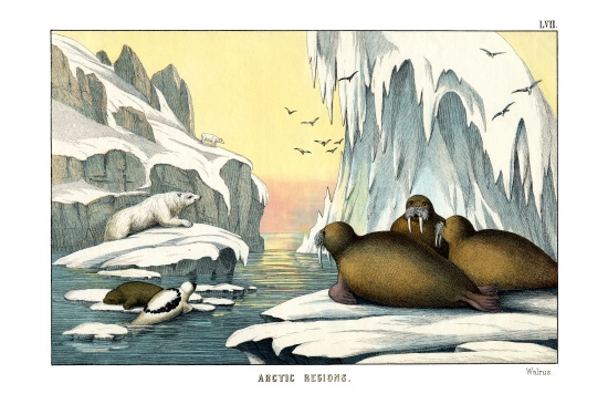 Walrus de English School, (19th century)